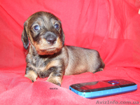 Щенки жесткошерстной таксы миниатюра, кролик - <ro>Изображение</ro><ru>Изображение</ru> #8, <ru>Объявление</ru> #613135