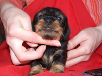 Щенки жесткошерстной таксы миниатюра, кролик - <ro>Изображение</ro><ru>Изображение</ru> #7, <ru>Объявление</ru> #613135