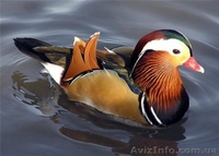 Мандаринки каролинки - <ro>Изображение</ro><ru>Изображение</ru> #2, <ru>Объявление</ru> #723823