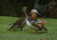 Мандаринки каролинки - <ro>Изображение</ro><ru>Изображение</ru> #1, <ru>Объявление</ru> #723823