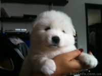 продаются чистокровные щенки самодской лайки - <ro>Изображение</ro><ru>Изображение</ru> #3, <ru>Объявление</ru> #828644