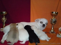 ЧІХУАХУА - чарівний, маленький хлопчик, масть триколор! - <ro>Изображение</ro><ru>Изображение</ru> #5, <ru>Объявление</ru> #951689