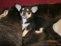 ЧІХУАХУА - чарівний, маленький хлопчик, масть триколор! - <ro>Изображение</ro><ru>Изображение</ru> #3, <ru>Объявление</ru> #951689