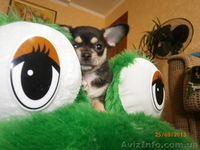 ЧІХУАХУА - чарівний, маленький хлопчик, масть триколор! - <ro>Изображение</ro><ru>Изображение</ru> #4, <ru>Объявление</ru> #951689