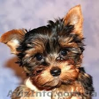 Кобель йоркширского терьера для вязки - <ro>Изображение</ro><ru>Изображение</ru> #2, <ru>Объявление</ru> #532647