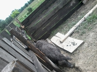 Продаю свині венгерські мангалиці пухові - <ro>Изображение</ro><ru>Изображение</ru> #2, <ru>Объявление</ru> #1119190