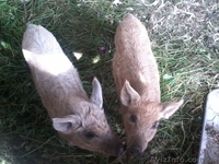 Продаю свині венгерські мангалиці пухові - <ro>Изображение</ro><ru>Изображение</ru> #1, <ru>Объявление</ru> #1119190