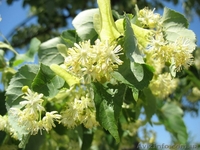 Продам саженцы неплодоносящих деревьев - <ro>Изображение</ro><ru>Изображение</ru> #1, <ru>Объявление</ru> #1220837