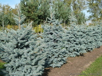 Продам саженцы неплодоносящих деревьев - <ro>Изображение</ro><ru>Изображение</ru> #5, <ru>Объявление</ru> #1220837