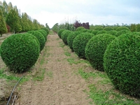 Продам саженцы неплодоносящих деревьев - <ro>Изображение</ro><ru>Изображение</ru> #3, <ru>Объявление</ru> #1220837