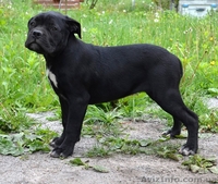 Щенки кане корсо девочки - <ro>Изображение</ro><ru>Изображение</ru> #1, <ru>Объявление</ru> #1272731