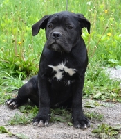 Щенки кане корсо девочки - <ro>Изображение</ro><ru>Изображение</ru> #3, <ru>Объявление</ru> #1272731