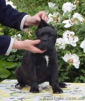 Щенки кане корсо девочки - <ro>Изображение</ro><ru>Изображение</ru> #2, <ru>Объявление</ru> #1272731