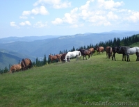 Відпочинок в Карпатах - <ro>Изображение</ro><ru>Изображение</ru> #1, <ru>Объявление</ru> #1286432