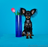 Русский той терьер мелкий стандарт мальчик - <ro>Изображение</ro><ru>Изображение</ru> #1, <ru>Объявление</ru> #1305365