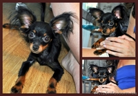 Русский той терьер мелкий стандарт мальчик - <ro>Изображение</ro><ru>Изображение</ru> #2, <ru>Объявление</ru> #1305365