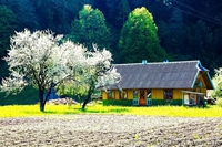 Продажа земельного участка в Карпатах - <ro>Изображение</ro><ru>Изображение</ru> #3, <ru>Объявление</ru> #1348510