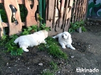 Продаю щенков подгалянской (татранской) овчарки. Коломыя - <ro>Изображение</ro><ru>Изображение</ru> #2, <ru>Объявление</ru> #1427876