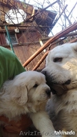 Продаю щенков подгалянской (татранской) овчарки. Коломыя - <ro>Изображение</ro><ru>Изображение</ru> #3, <ru>Объявление</ru> #1427876
