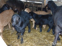 Продаю овець гіссарської породи в Івано-Франківській області - <ro>Изображение</ro><ru>Изображение</ru> #1, <ru>Объявление</ru> #1452408