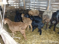 Продаю овець гіссарської породи в Івано-Франківській області - <ro>Изображение</ro><ru>Изображение</ru> #2, <ru>Объявление</ru> #1452408