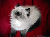 Персидські кошенята єкстремали - <ro>Изображение</ro><ru>Изображение</ru> #2, <ru>Объявление</ru> #1461922