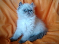 Персидські кошенята єкстремали - <ro>Изображение</ro><ru>Изображение</ru> #4, <ru>Объявление</ru> #1461922