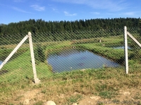 СРОЧНО!!! Продам форелевое хозяйство в Ивано-Франковская область. - <ro>Изображение</ro><ru>Изображение</ru> #1, <ru>Объявление</ru> #1563036