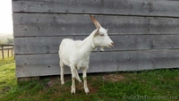 Кози зааненської породи, гісарскі вівці  - <ro>Изображение</ro><ru>Изображение</ru> #2, <ru>Объявление</ru> #1570513