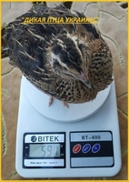 Яйца инкубационные перепела Фараон (селекция Espana). - <ro>Изображение</ro><ru>Изображение</ru> #1, <ru>Объявление</ru> #1711190