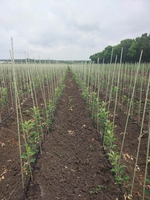 Колышки для растений, опоры для растений из композитных материалов POLYARM - <ro>Изображение</ro><ru>Изображение</ru> #5, <ru>Объявление</ru> #1713432