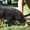   Питомник ТЕРЕН предлагает щенков немецкой овчарки - <ro>Изображение</ro><ru>Изображение</ru> #3, <ru>Объявление</ru> #295790