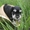 щенки цвергшнауцера,  самая маленькая служебная собака
