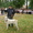 продам щенков алабая САО среднеазиатскую овчарку #506496