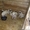 продам щенков алабая САО среднеазиатскую овчарку - <ro>Изображение</ro><ru>Изображение</ru> #4, <ru>Объявление</ru> #506496