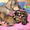 Щенки жесткошерстной таксы миниатюра, кролик - <ro>Изображение</ro><ru>Изображение</ru> #5, <ru>Объявление</ru> #613135