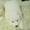 продаются чистокровные щенки самодской лайки - <ro>Изображение</ro><ru>Изображение</ru> #2, <ru>Объявление</ru> #828644