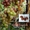 Чубуки винограду- близько 170 сортів і г. ф. - <ro>Изображение</ro><ru>Изображение</ru> #2, <ru>Объявление</ru> #1183077