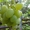 Чубуки винограду- близько 170 сортів і г. ф. - <ro>Изображение</ro><ru>Изображение</ru> #3, <ru>Объявление</ru> #1183077