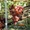 Чубуки винограду- близько 170 сортів і г. ф. - <ro>Изображение</ro><ru>Изображение</ru> #4, <ru>Объявление</ru> #1183077