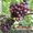 Чубуки винограду- близько 170 сортів і г. ф. - <ro>Изображение</ro><ru>Изображение</ru> #5, <ru>Объявление</ru> #1183077