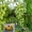 Чубуки винограду- близько 170 сортів і г. ф. - <ro>Изображение</ro><ru>Изображение</ru> #6, <ru>Объявление</ru> #1183077