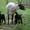 Фермерськое господарство продає ягнята гіссарської і вівці романовської  породи , козлята Заанінской породы  #1290383
