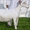 Фермерськое господарство продає ягнята гіссарської і вівці романовської  породи ,козлята Заанінской породы  - <ro>Изображение</ro><ru>Изображение</ru> #3, <ru>Объявление</ru> #1290383