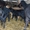 Продаю овець гіссарської породи в Івано-Франківській області - <ro>Изображение</ro><ru>Изображение</ru> #1, <ru>Объявление</ru> #1452408