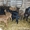 Продаю овець гіссарської породи в Івано-Франківській області - <ro>Изображение</ro><ru>Изображение</ru> #2, <ru>Объявление</ru> #1452408
