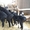 Продаю овець гіссарської породи в Івано-Франківській області - <ro>Изображение</ro><ru>Изображение</ru> #3, <ru>Объявление</ru> #1452408