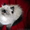 Персидські кошенята єкстремали - <ro>Изображение</ro><ru>Изображение</ru> #2, <ru>Объявление</ru> #1461922