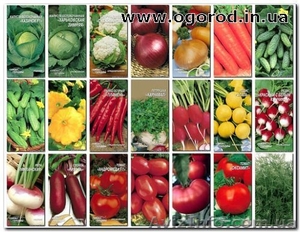 Cемена овощных, цветочных культур с доставкой - <ro>Изображение</ro><ru>Изображение</ru> #1, <ru>Объявление</ru> #13909