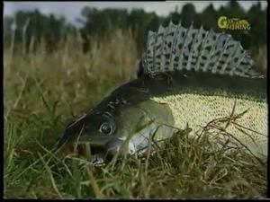 Секреты рыболова от братьев Щербакових #187755